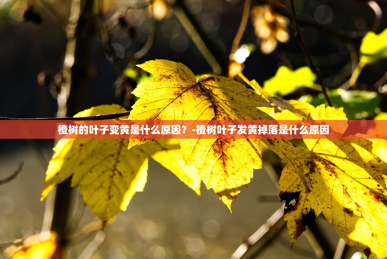 橙树的叶子变黄是什么原因？-橙树叶子发黄掉落是什么原因