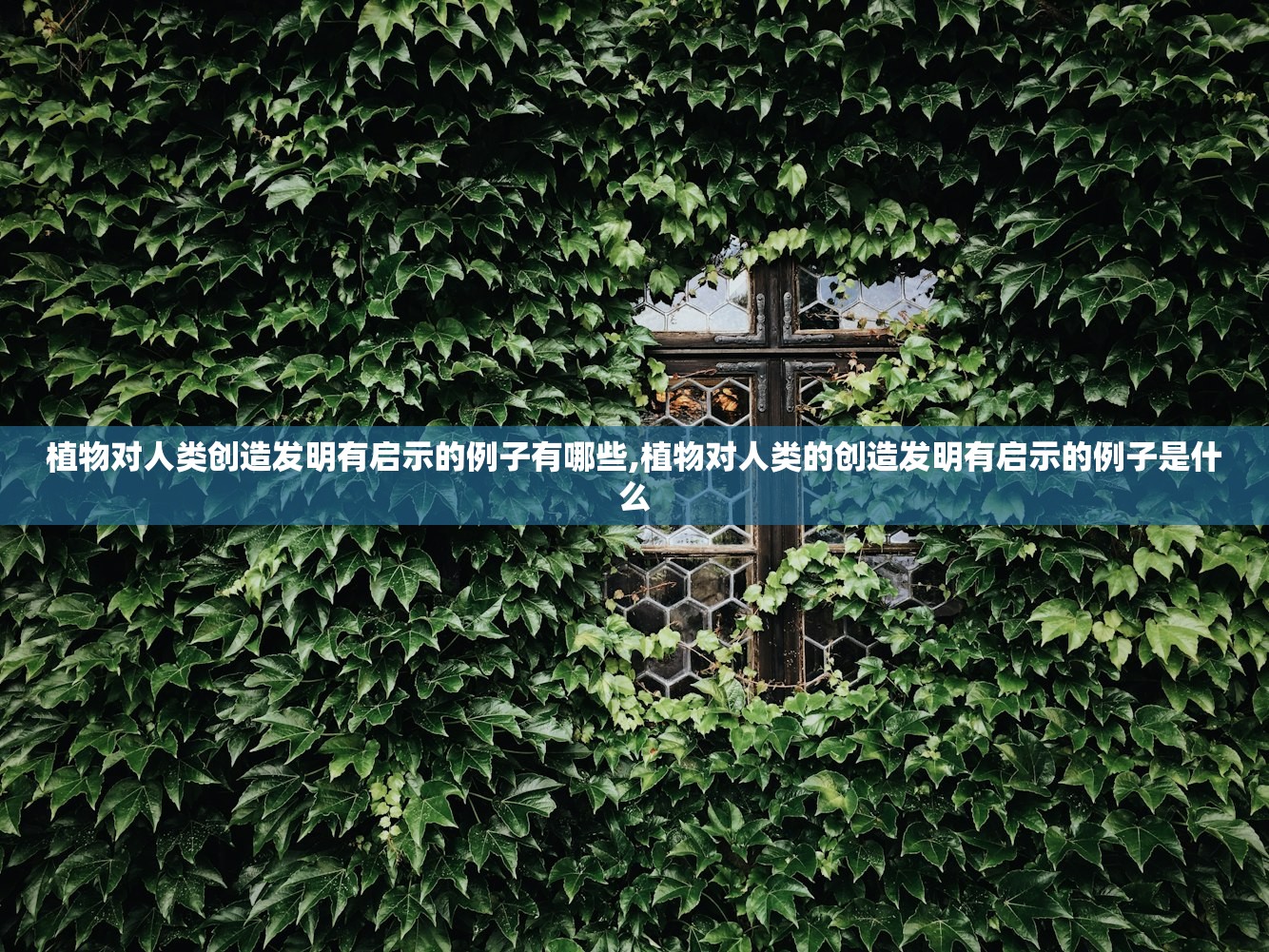 植物对人类创造发明有启示的例子有哪些,植物对人类的创造发明有启示的例子是什么