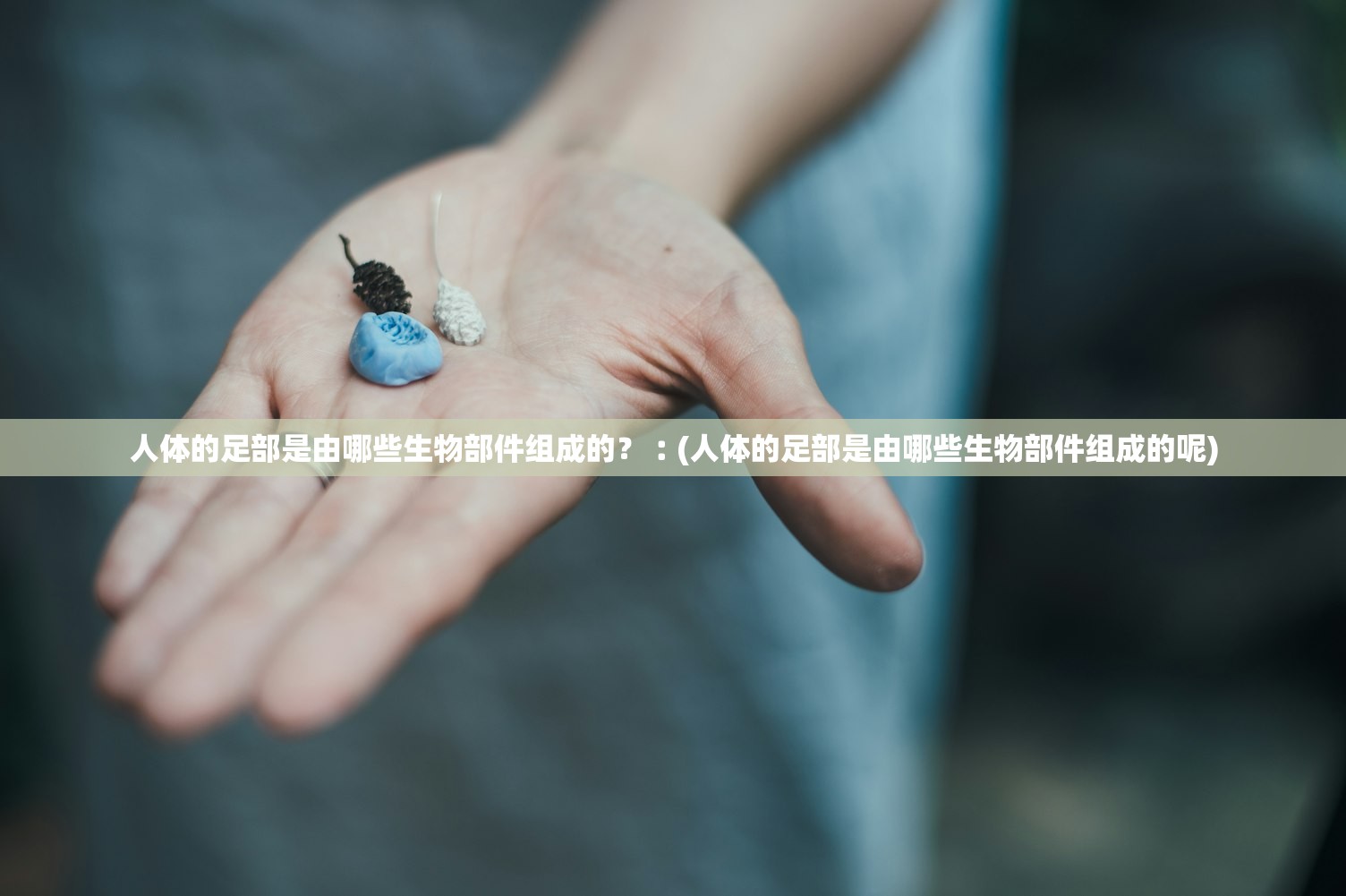 人体的足部是由哪些生物部件组成的？︰(人体的足部是由哪些生物部件组成的呢)