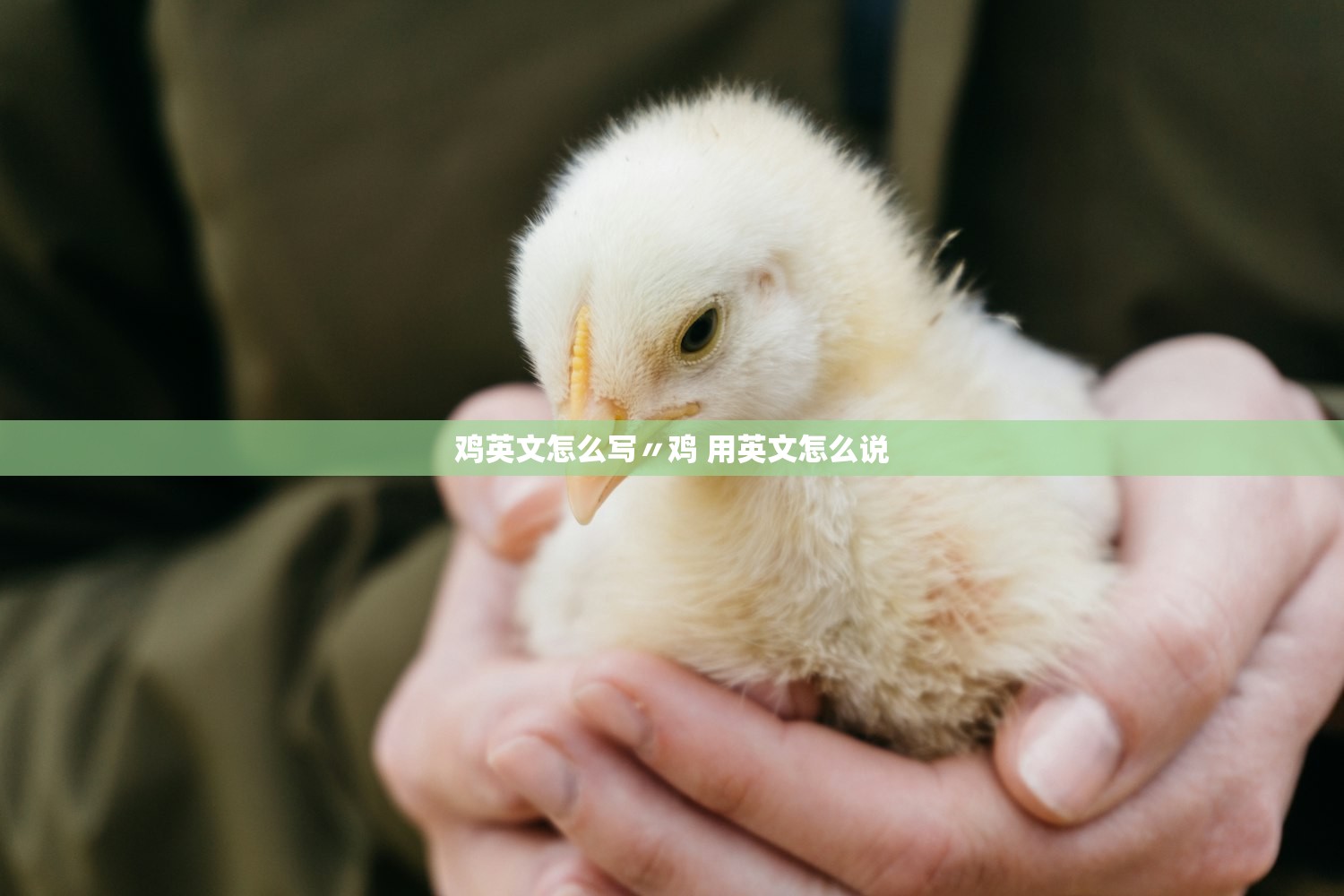 鸡英文怎么写〃鸡 用英文怎么说 鸡英文怎么写〃鸡 用英文怎么说