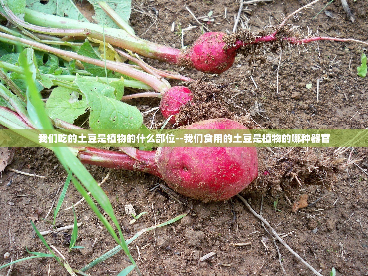 我们吃的土豆是植物的什么部位--我们食用的土豆是植物的哪种器官