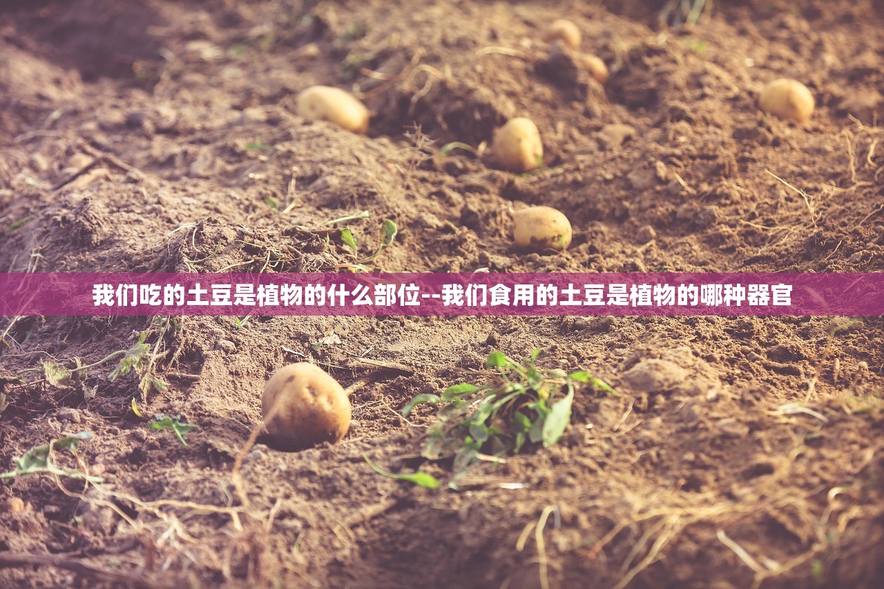 我们吃的土豆是植物的什么部位--我们食用的土豆是植物的哪种器官