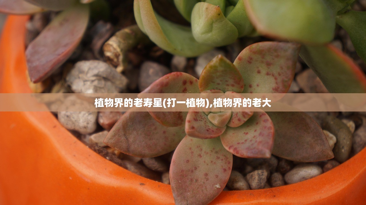 植物界的老寿星(打一植物),植物界的老大