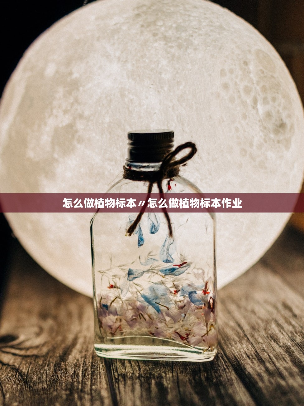怎么做植物标本〃怎么做植物标本作业 怎么做植物标本〃怎么做植物标本作业