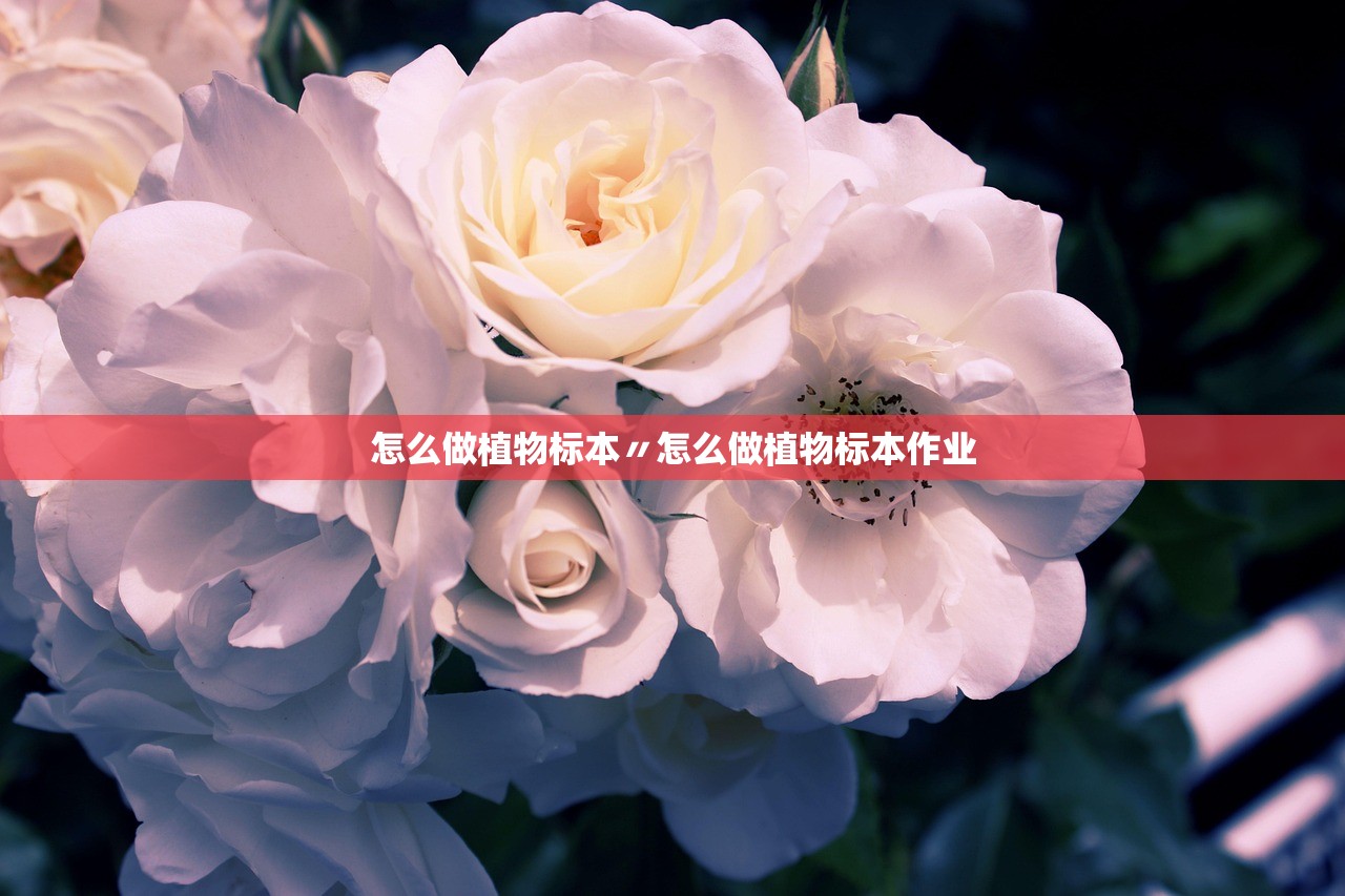 怎么做植物标本〃怎么做植物标本作业 怎么做植物标本〃怎么做植物标本作业