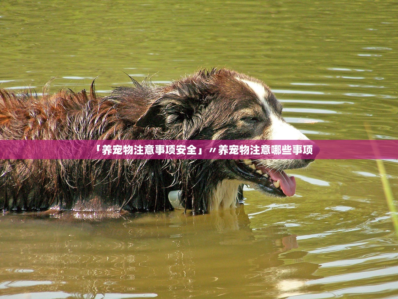「养宠物注意事项安全」〃养宠物注意哪些事项 「养宠物注意事项安全」〃养宠物注意哪些事项
