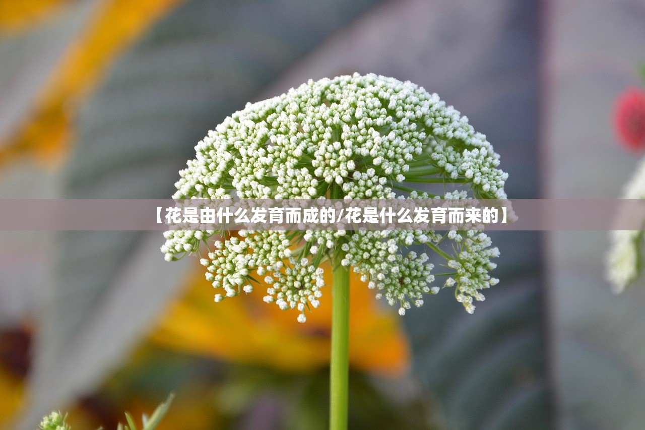 【花是由什么发育而成的/花是什么发育而来的】