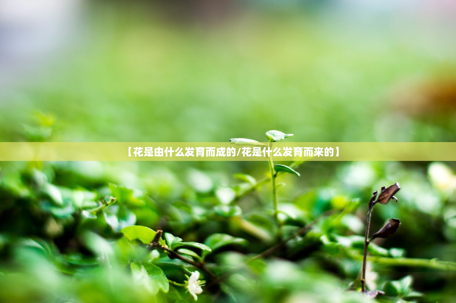 【花是由什么发育而成的/花是什么发育而来的】