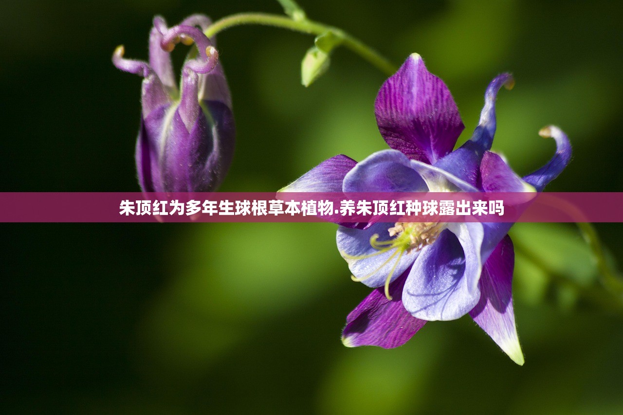 朱顶红为多年生球根草本植物.养朱顶红种球露出来吗