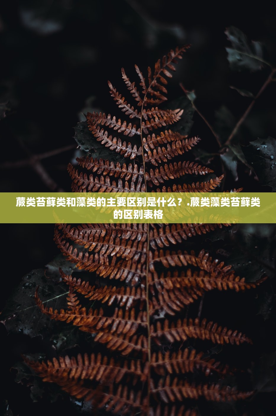 蕨类苔藓类和藻类的主要区别是什么？.蕨类藻类苔藓类的区别表格