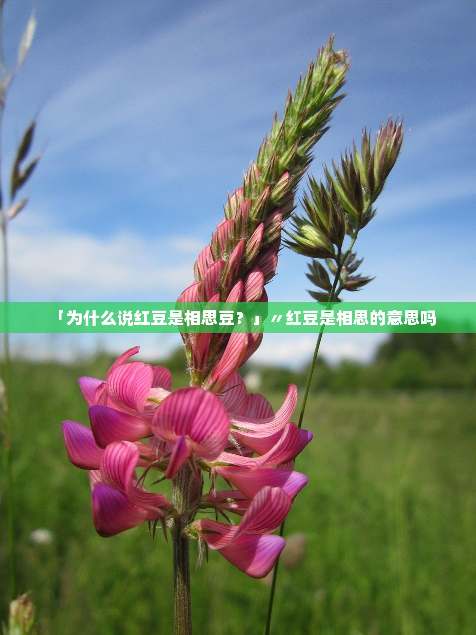 「为什么说红豆是相思豆?」〃红豆是相思的意思吗 「为什么说红豆是相思豆?」〃红豆是相思的意思吗
