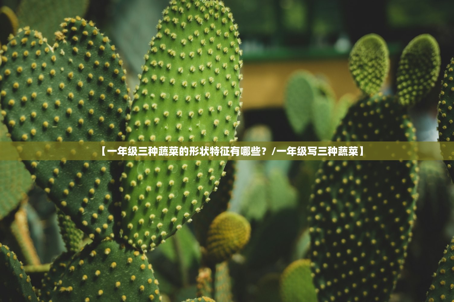【一年级三种蔬菜的形状特征有哪些?/一年级写三种蔬菜】 【一年级三种蔬菜的形状特征有哪些?/一年级写三种蔬菜】
