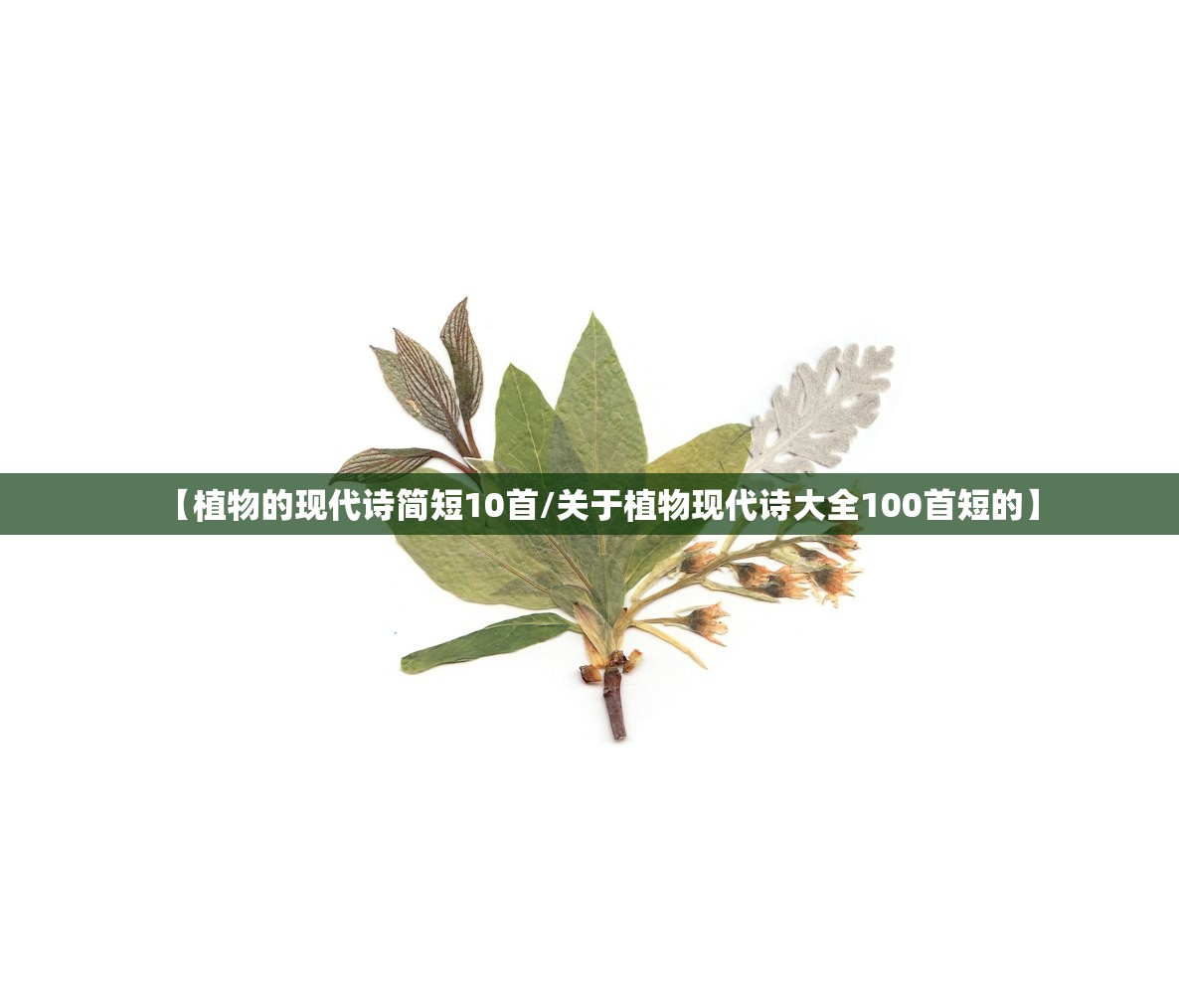 【植物的现代诗简短10首/关于植物现代诗大全100首短的】 【植物的现代诗简短10首/关于植物现代诗大全100首短的】