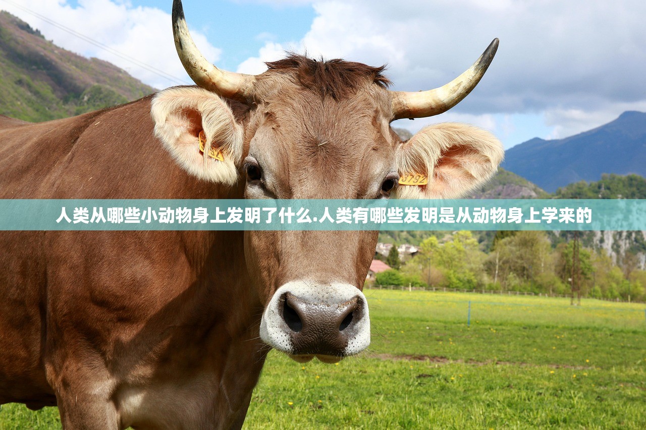 人类从哪些小动物身上发明了什么.人类有哪些发明是从动物身上学来的