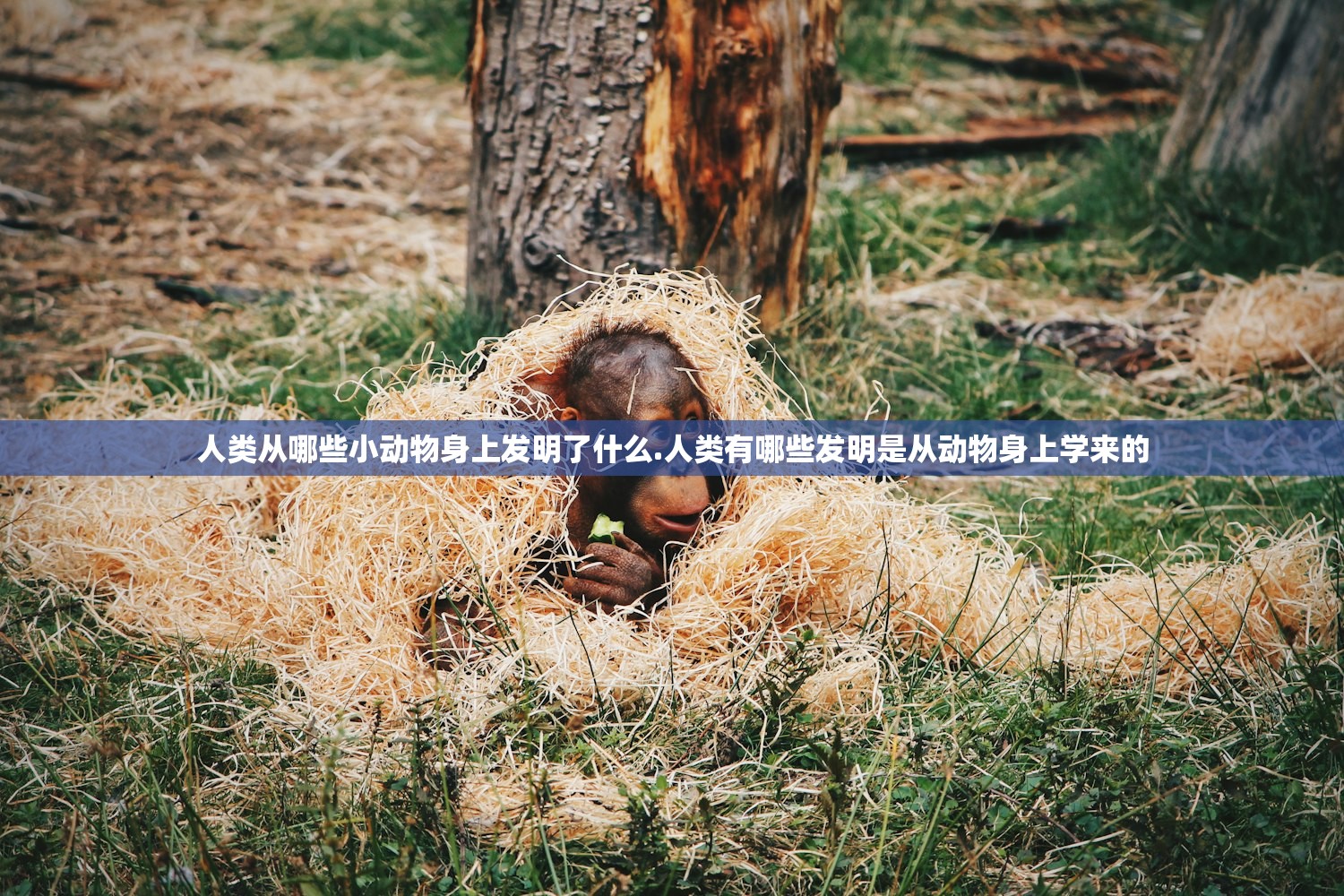 人类从哪些小动物身上发明了什么.人类有哪些发明是从动物身上学来的