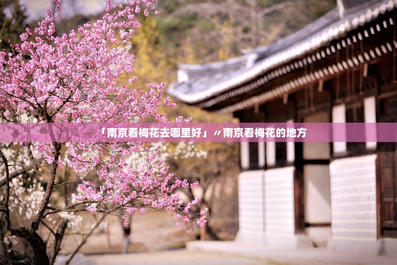 「南京看梅花去哪里好」〃南京看梅花的地方 「南京看梅花去哪里好」〃南京看梅花的地方