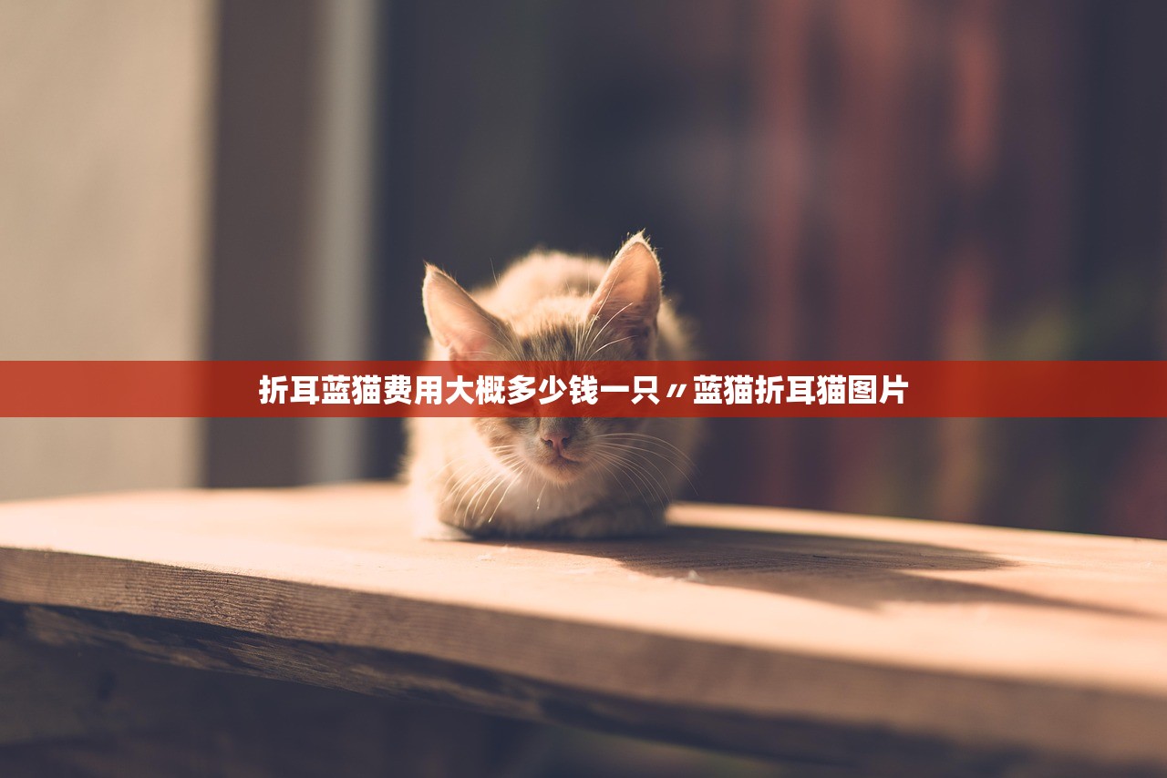 折耳蓝猫费用大概多少钱一只〃蓝猫折耳猫图片