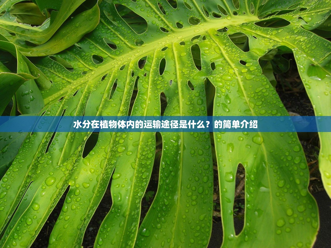 水分在植物体内的运输途径是什么？的简单介绍