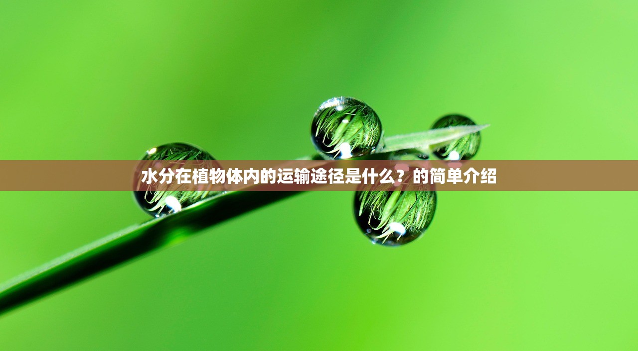 水分在植物体内的运输途径是什么？的简单介绍