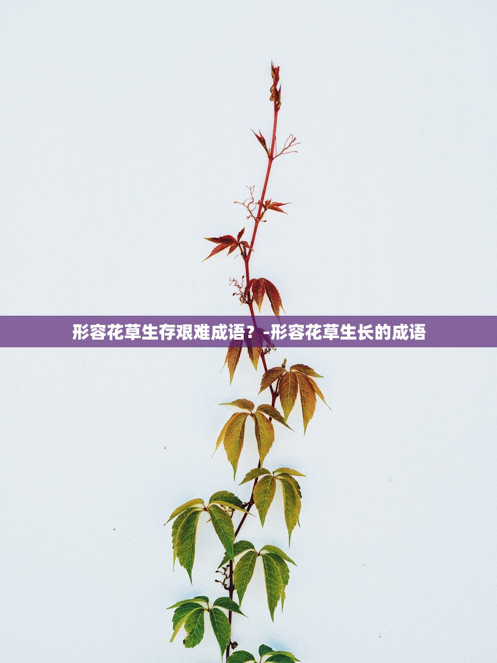 形容花草生存艰难成语?-形容花草生长的成语 形容花草生存艰难成语?-形容花草生长的成语