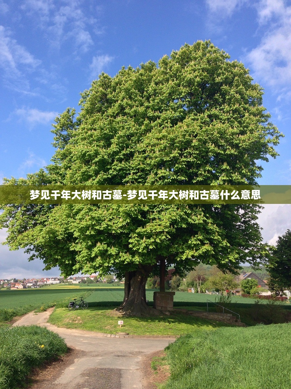 梦见千年大树和古墓-梦见千年大树和古墓什么意思 梦见千年大树和古墓-梦见千年大树和古墓什么意思