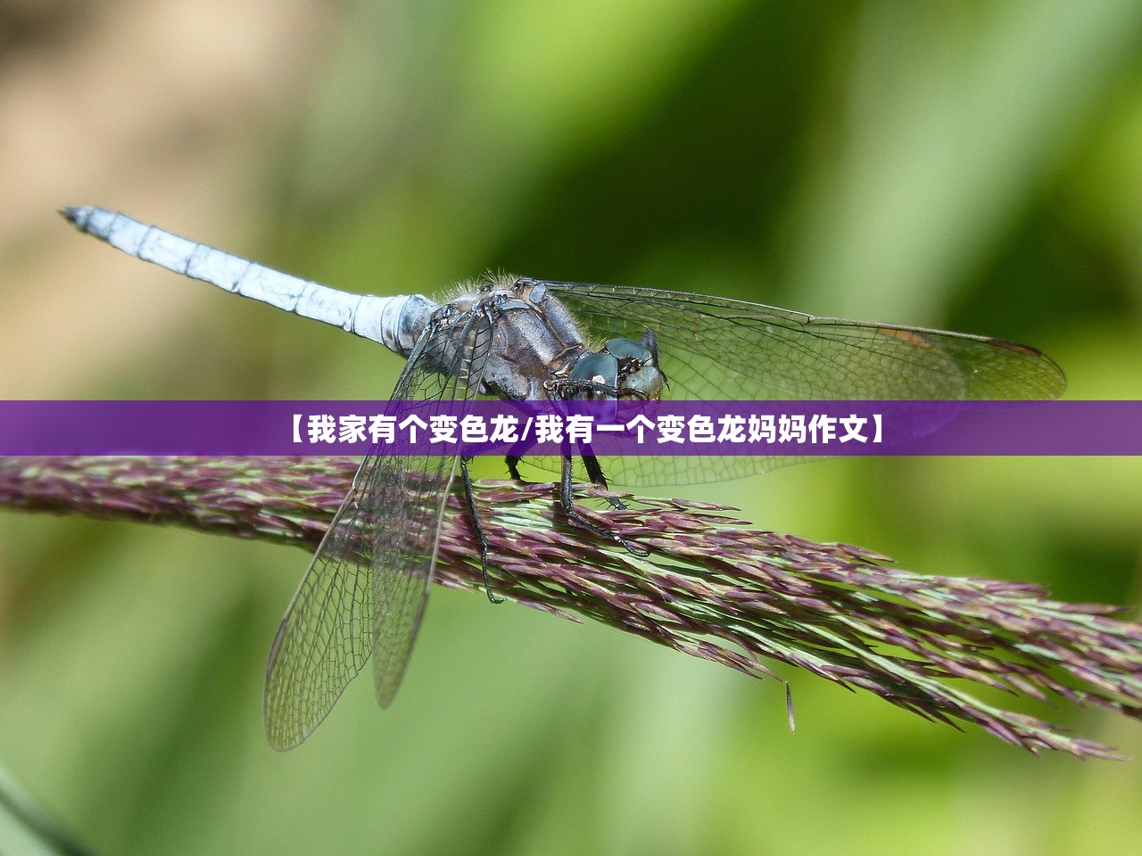 【我家有个变色龙/我有一个变色龙妈妈作文】 【我家有个变色龙/我有一个变色龙妈妈作文】