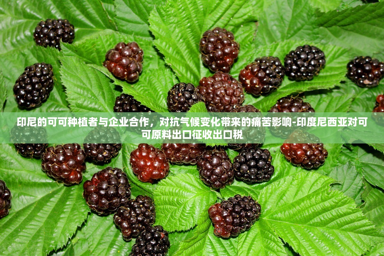印尼的可可种植者与企业合作，对抗气候变化带来的痛苦影响-印度尼西亚对可可原料出口征收出口税