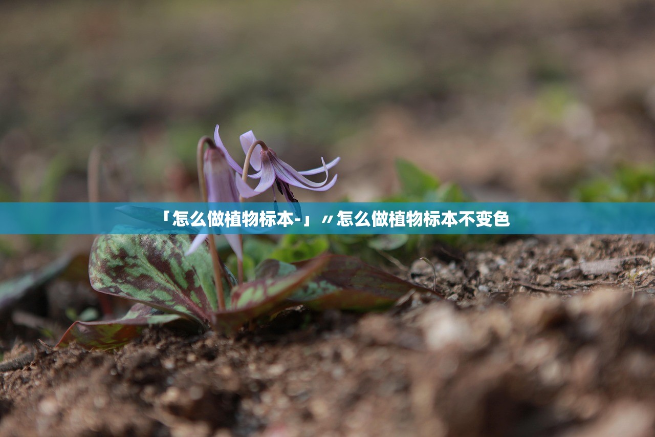 「怎么做植物标本-」〃怎么做植物标本不变色 「怎么做植物标本-」〃怎么做植物标本不变色