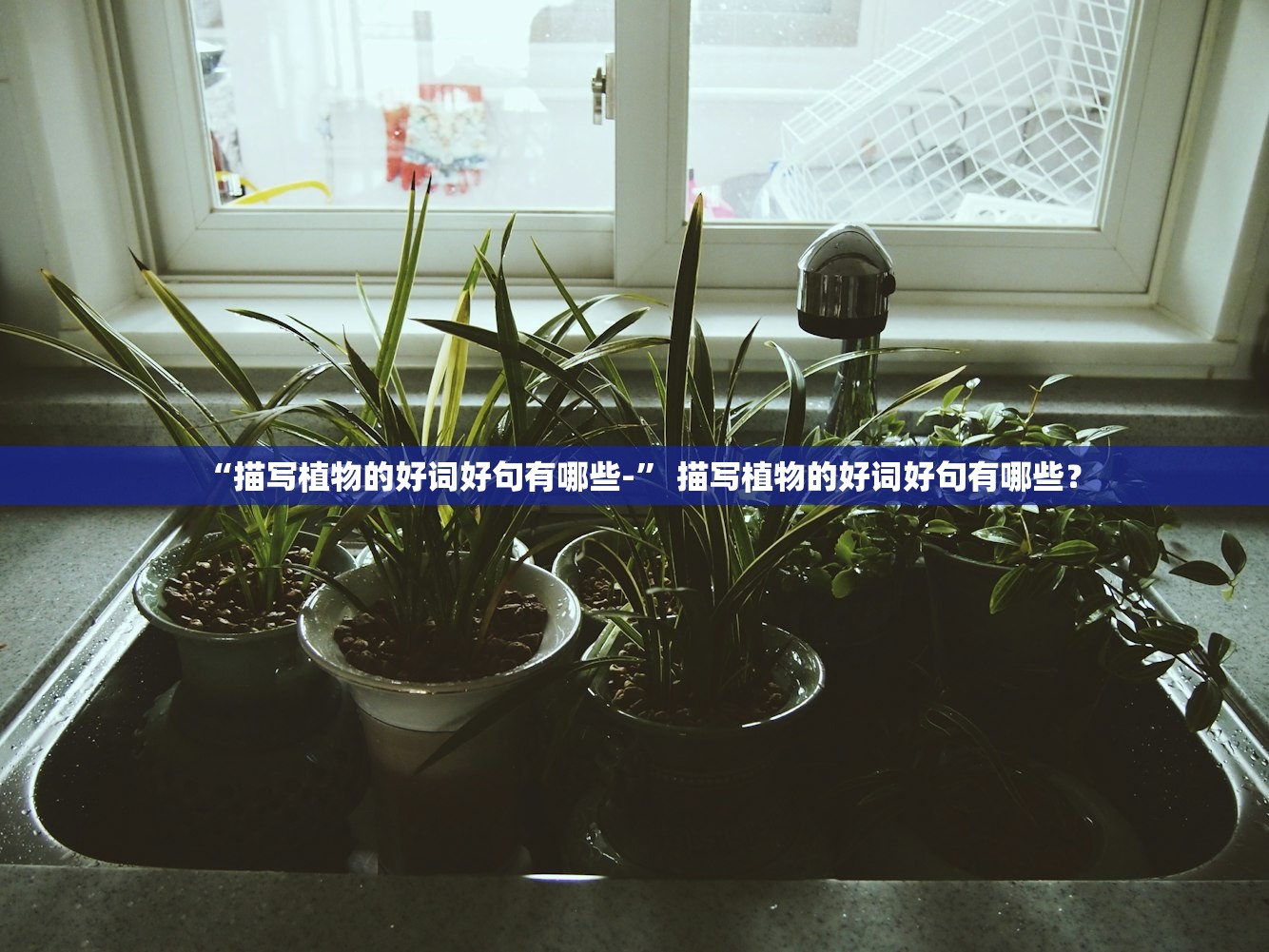 “描写植物的好词好句有哪些-	” 描写植物的好词好句有哪些？