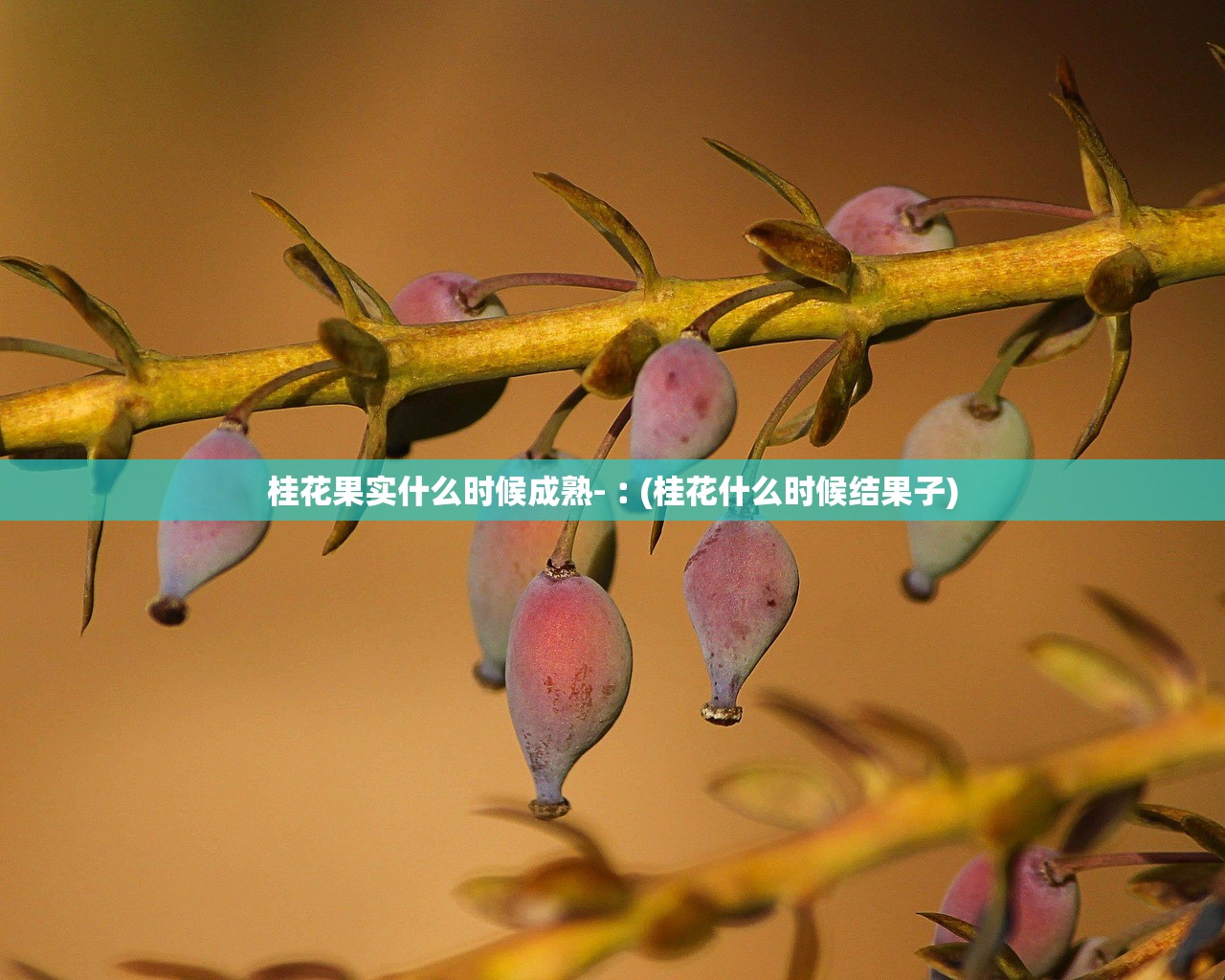 桂花果实什么时候成熟-︰(桂花什么时候结果子) 桂花果实什么时候成熟-︰(桂花什么时候结果子)