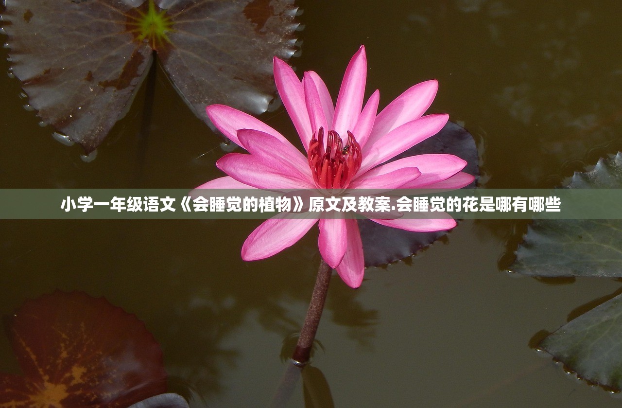 小学一年级语文《会睡觉的植物》原文及教案.会睡觉的花是哪有哪些