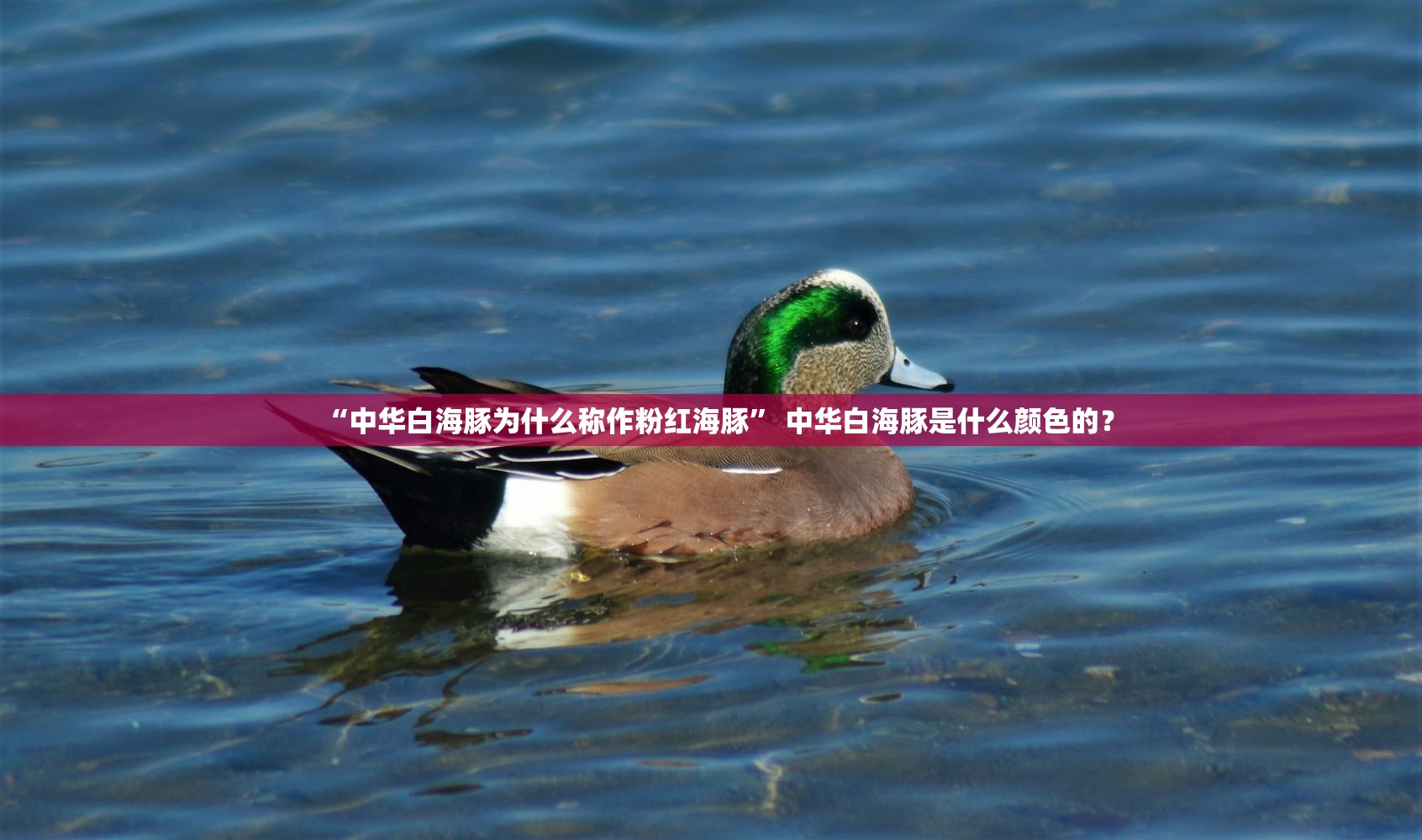 “中华白海豚为什么称作粉红海豚” 中华白海豚是什么颜色的？