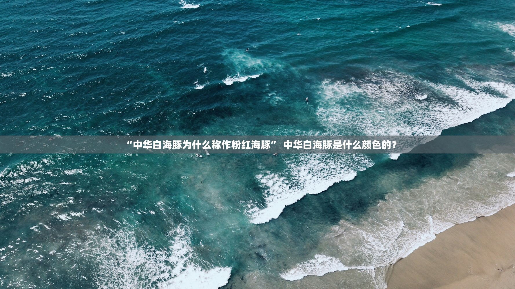 “中华白海豚为什么称作粉红海豚	” 中华白海豚是什么颜色的？