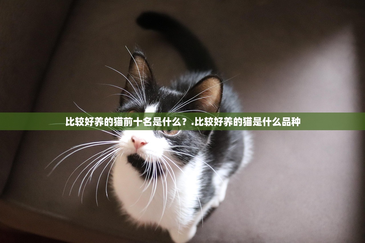比较好养的猫前十名是什么？.比较好养的猫是什么品种