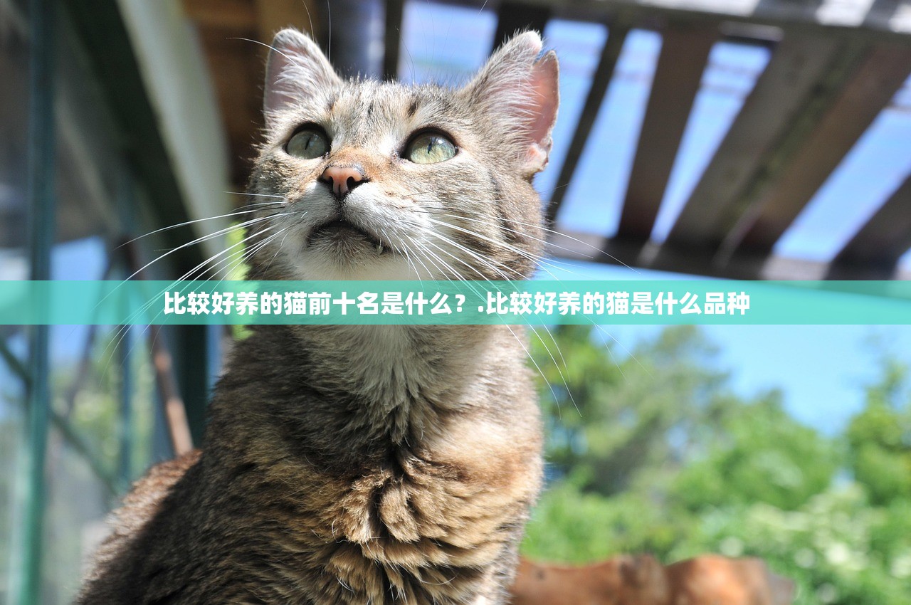 比较好养的猫前十名是什么？.比较好养的猫是什么品种