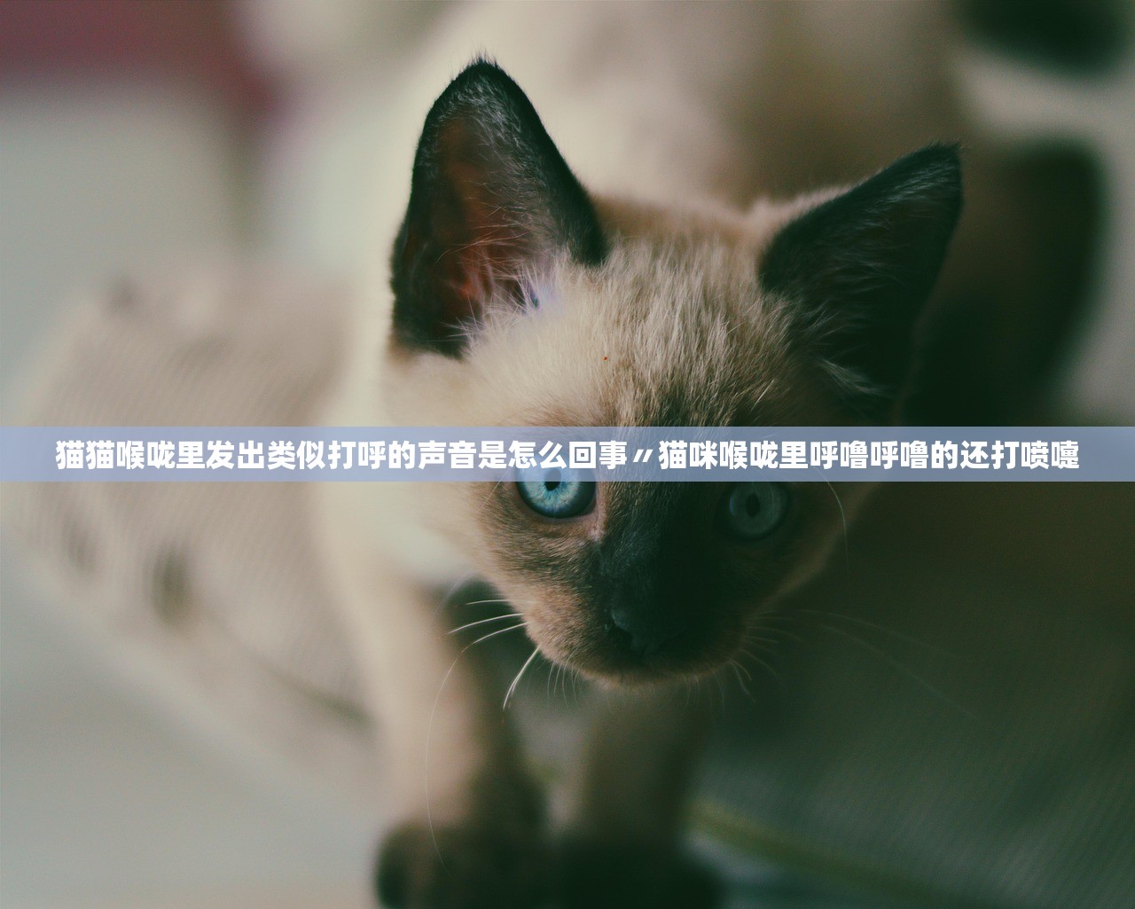 猫猫喉咙里发出类似打呼的声音是怎么回事〃猫咪喉咙里呼噜呼噜的还打喷嚏