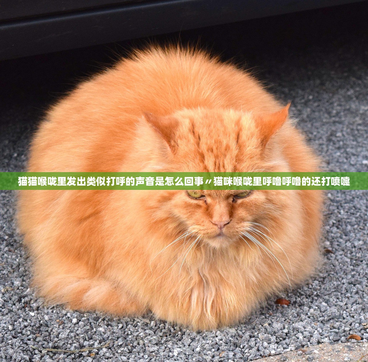 猫猫喉咙里发出类似打呼的声音是怎么回事〃猫咪喉咙里呼噜呼噜的还打喷嚏