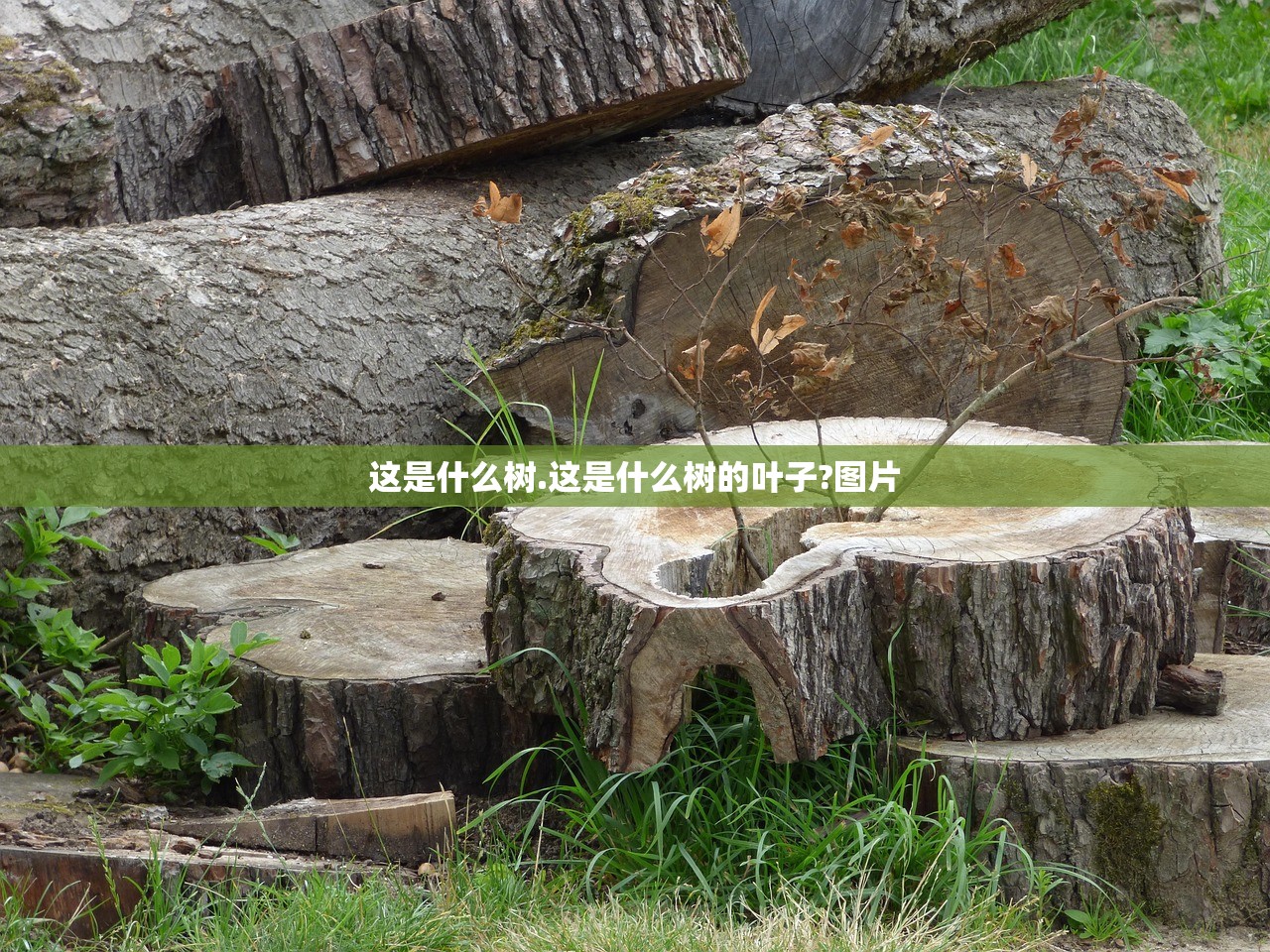 这是什么树.这是什么树的叶子?图片 这是什么树.这是什么树的叶子?图片