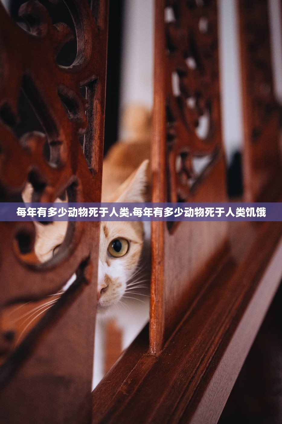 每年有多少动物死于人类.每年有多少动物死于人类饥饿 每年有多少动物死于人类.每年有多少动物死于人类饥饿