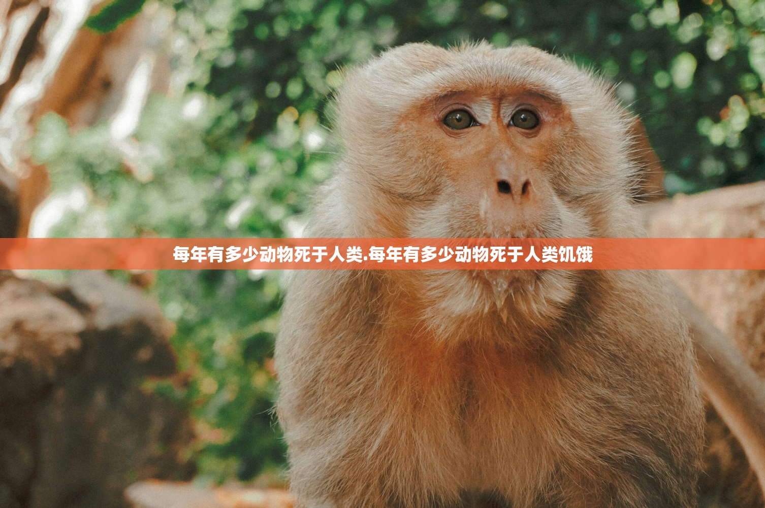每年有多少动物死于人类.每年有多少动物死于人类饥饿 每年有多少动物死于人类.每年有多少动物死于人类饥饿