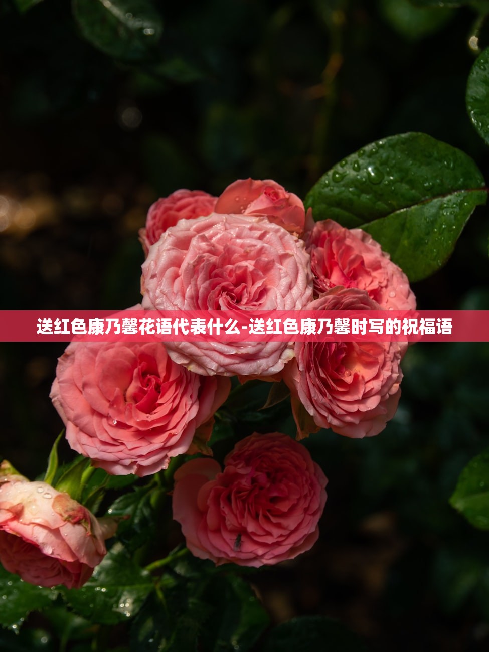 送红色康乃馨花语代表什么-送红色康乃馨时写的祝福语