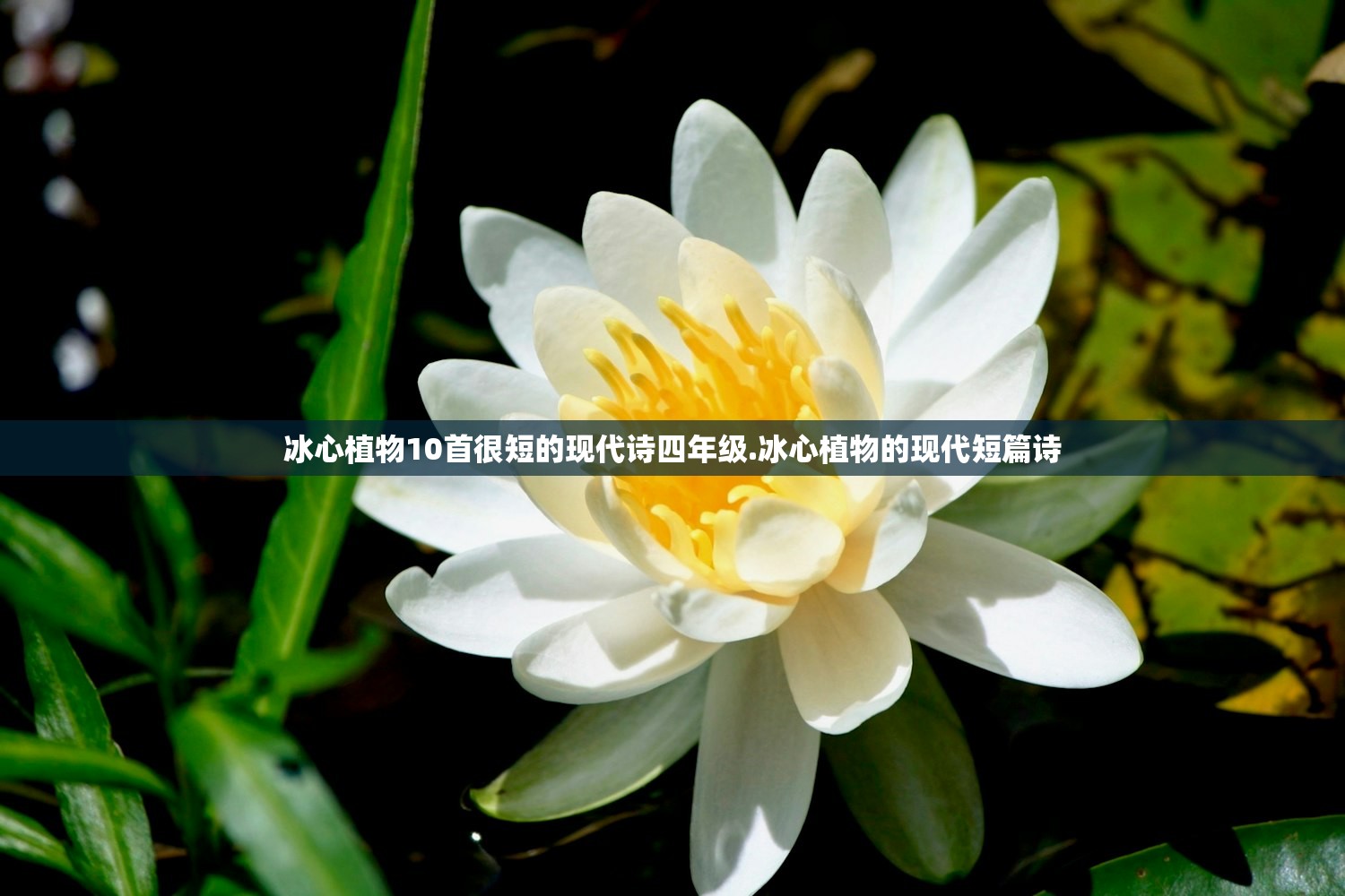 冰心植物10首很短的现代诗四年级.冰心植物的现代短篇诗 冰心植物10首很短的现代诗四年级.冰心植物的现代短篇诗