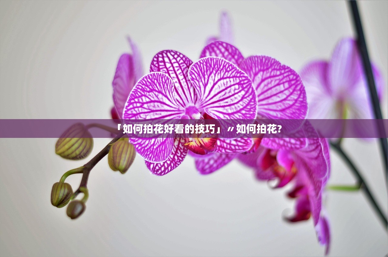 「如何拍花好看的技巧」〃如何拍花?