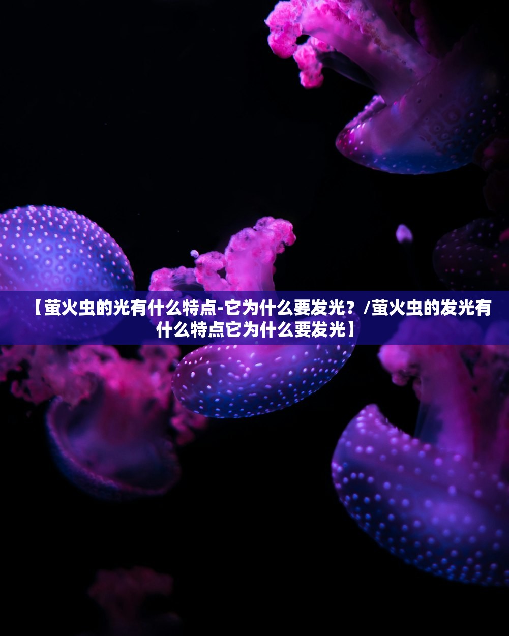 【萤火虫的光有什么特点-它为什么要发光?/萤火虫的发光有什么特点它为什么要发光】 【萤火虫的光有什么特点-它为什么要发光?/萤火虫的发光有什么特点它为什么要发光】