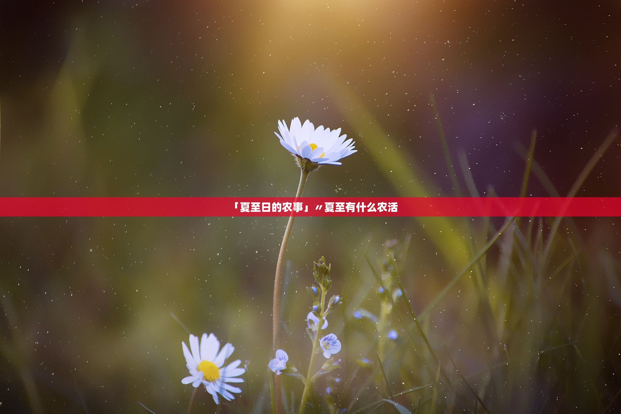 「夏至日的农事」〃夏至有什么农活