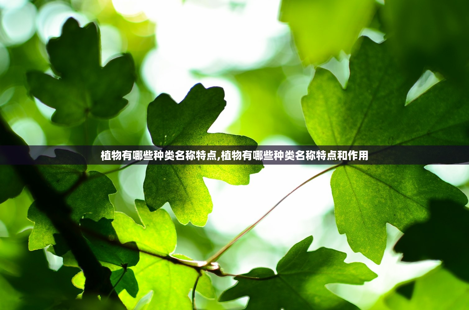 植物有哪些种类名称特点,植物有哪些种类名称特点和作用 植物有哪些种类名称特点,植物有哪些种类名称特点和作用