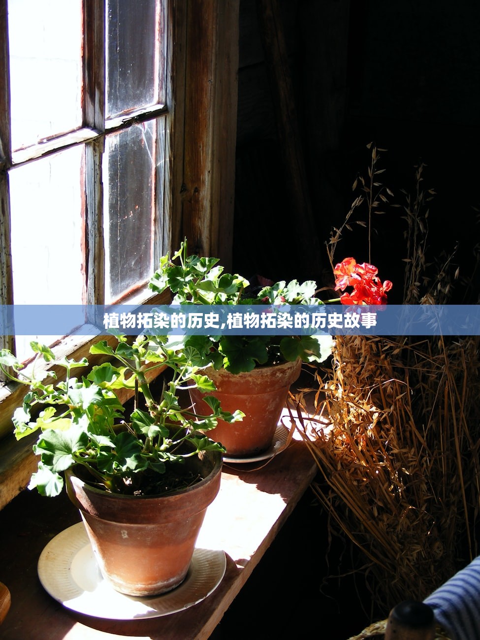 植物拓染的历史,植物拓染的历史故事 植物拓染的历史,植物拓染的历史故事