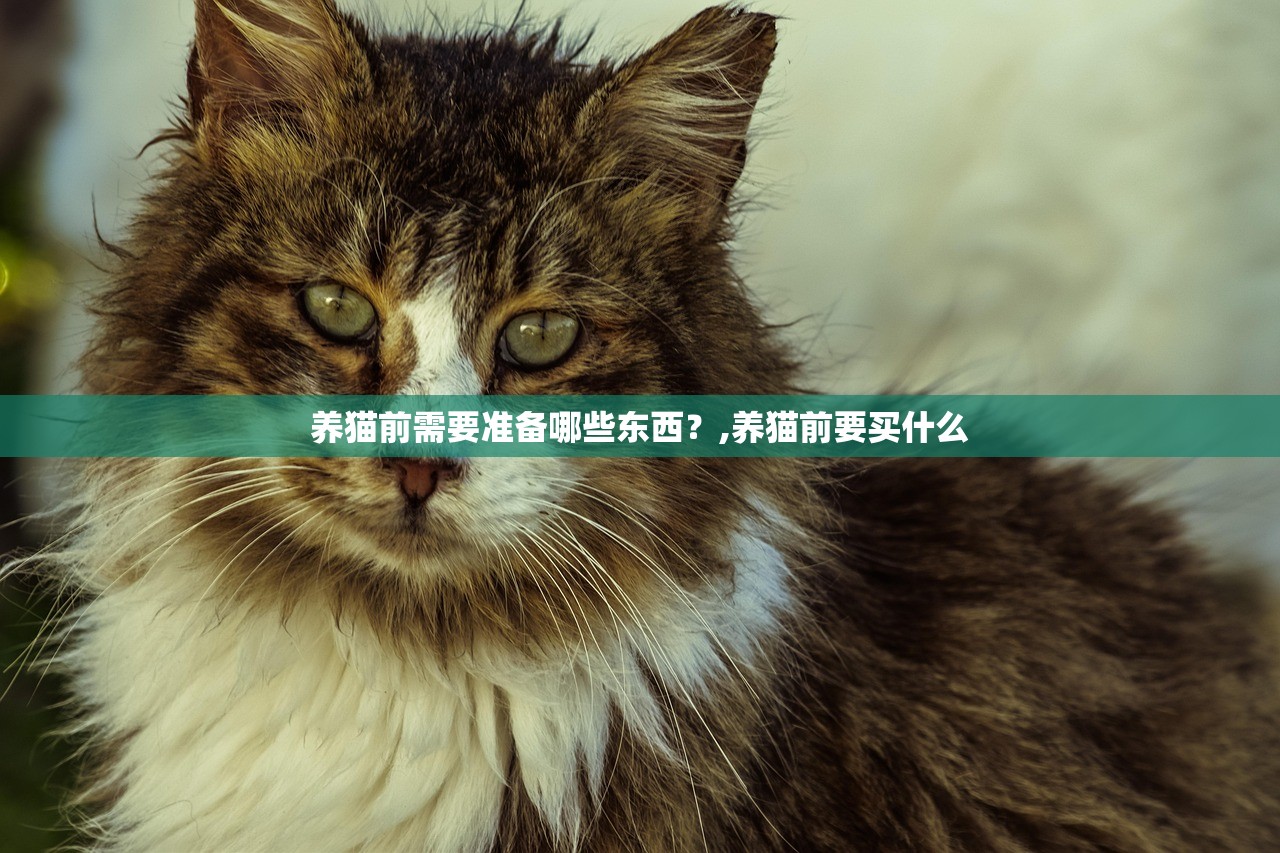 养猫前需要准备哪些东西？,养猫前要买什么