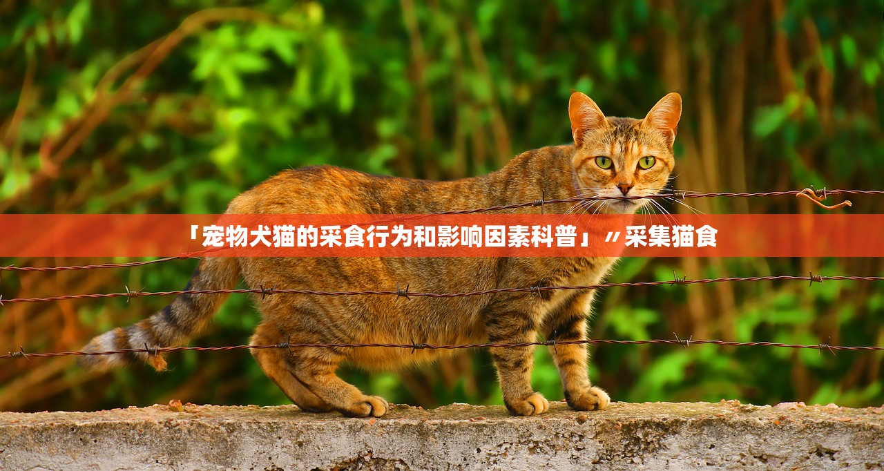 「宠物犬猫的采食行为和影响因素科普」〃采集猫食