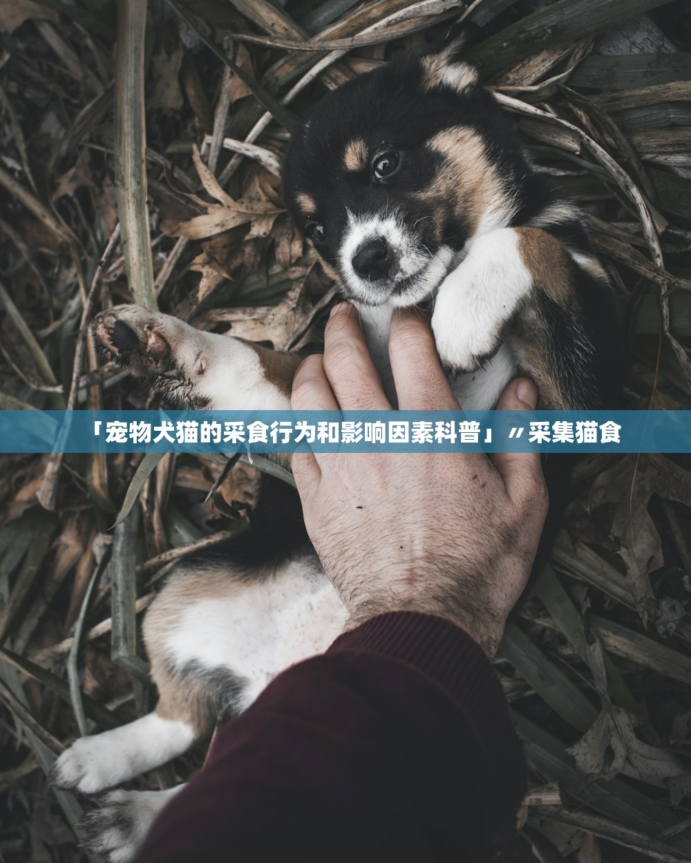 「宠物犬猫的采食行为和影响因素科普」〃采集猫食